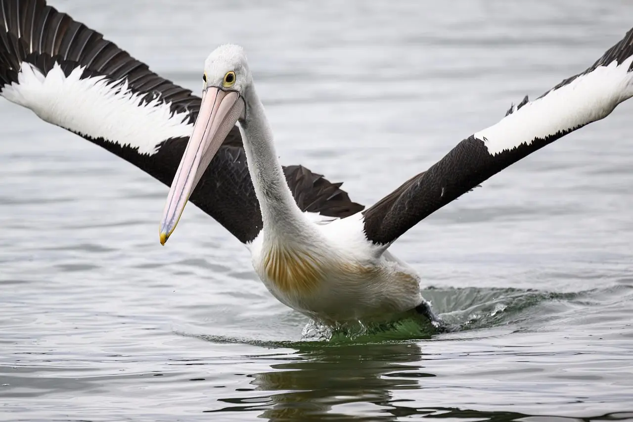 Special takes Grand Effie at Australian awards - AdNews