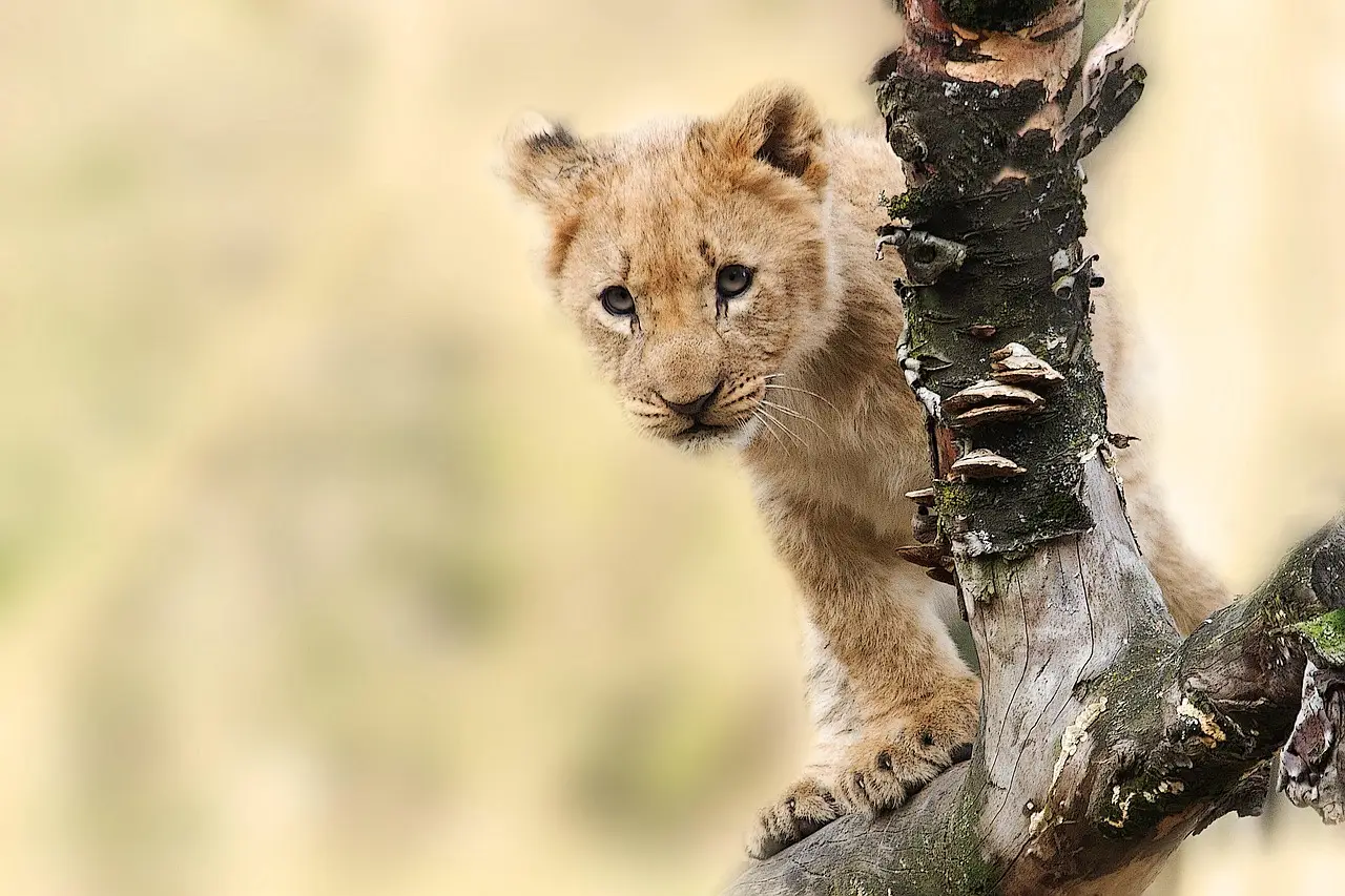 Tuesday’s Cannes Lions Grand Prix winners - Ad Age